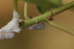 Cicadelle adulte de Metcalfa pruinosa